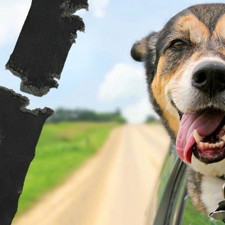 Why You Should Replace Your Dog Chewed Seat Belt